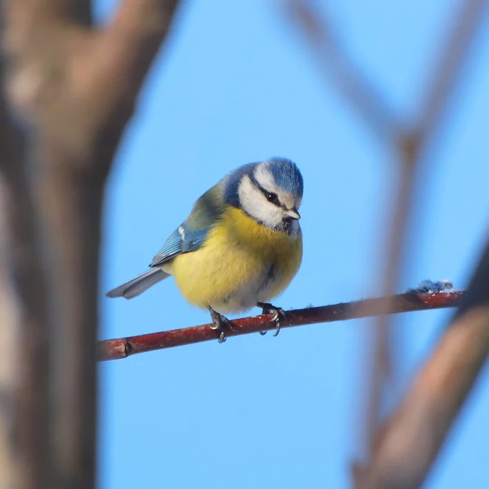 Make your own bird cake for the garden