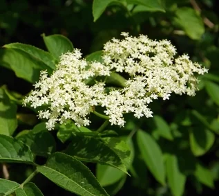 Nothing beats a refreshing glass of homemade elderflower cordial