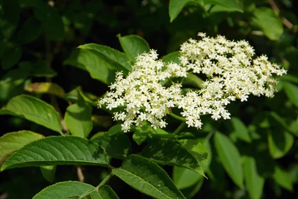 Elderflower.jpg