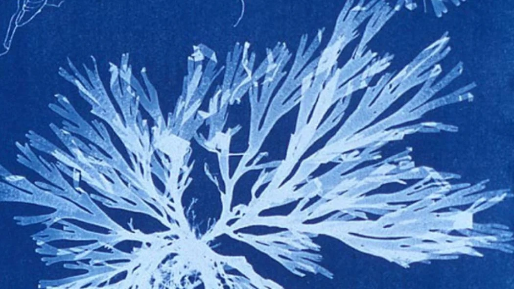 anna atkins algae.jpg