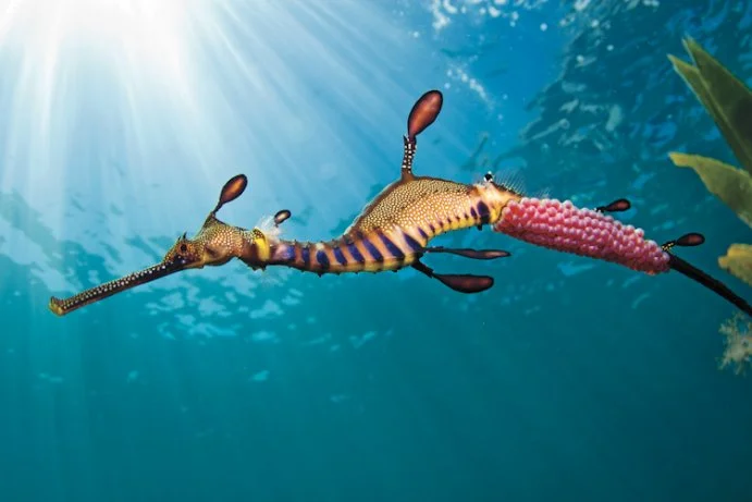 weedy seadragon.jpg