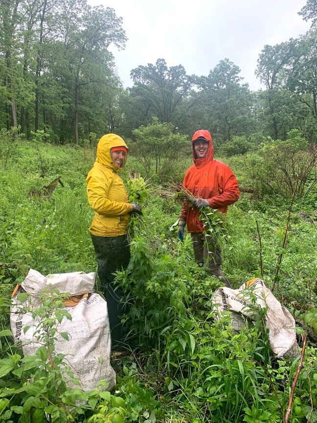  Mechanical removal of Garlic Mustard. The weather doesn’t stop us!  