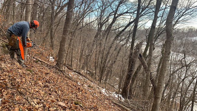  Felling a tree on a steep slope  