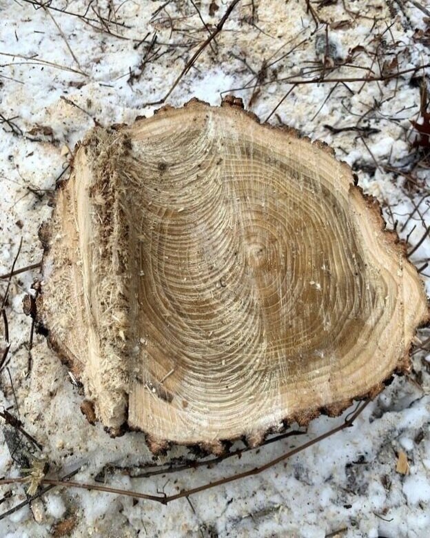  Felling Forensics- can you tell which way this tree fell ? 