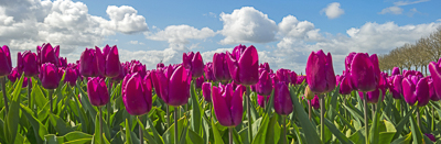 Tulips.jpg