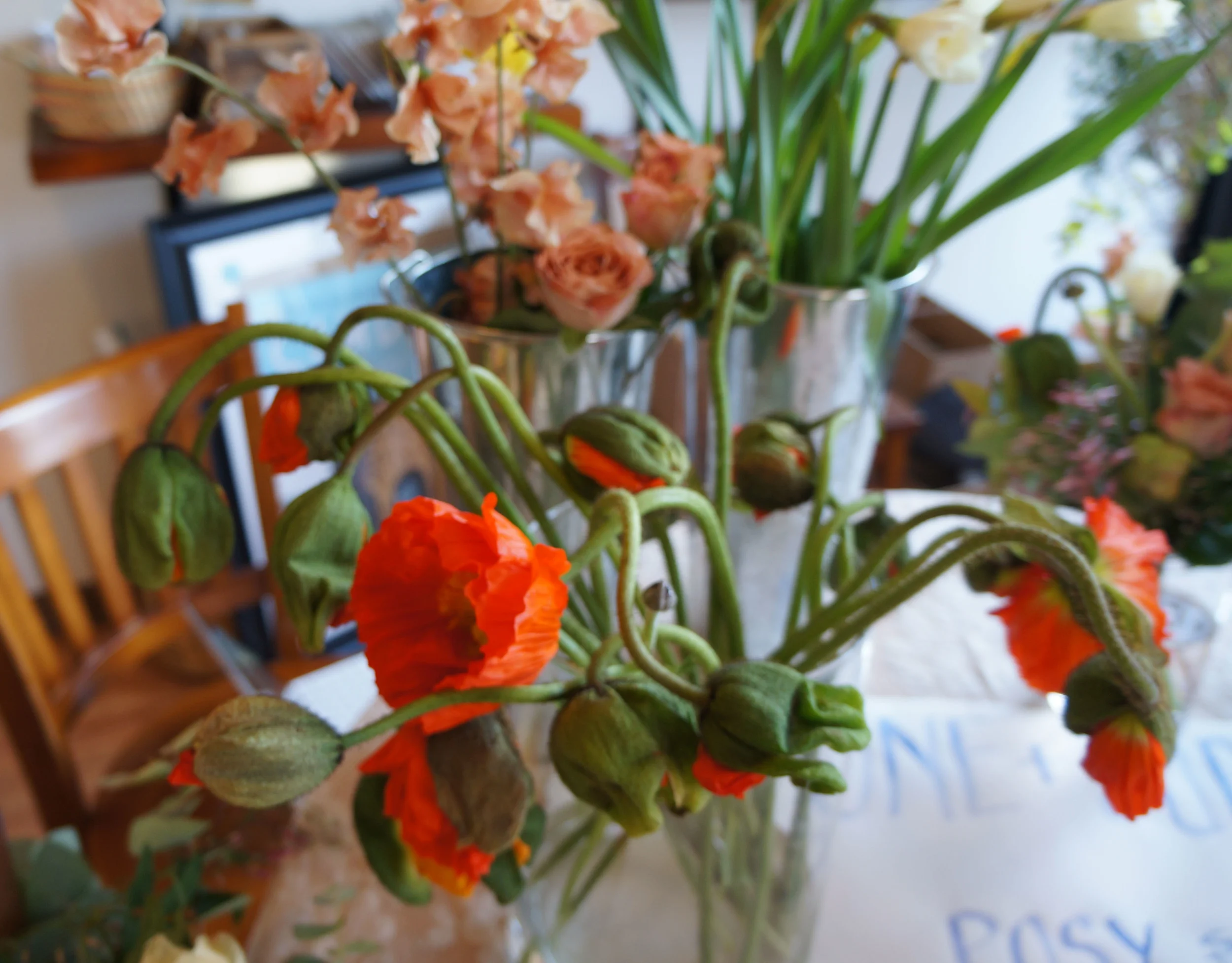 Molly's Poppies