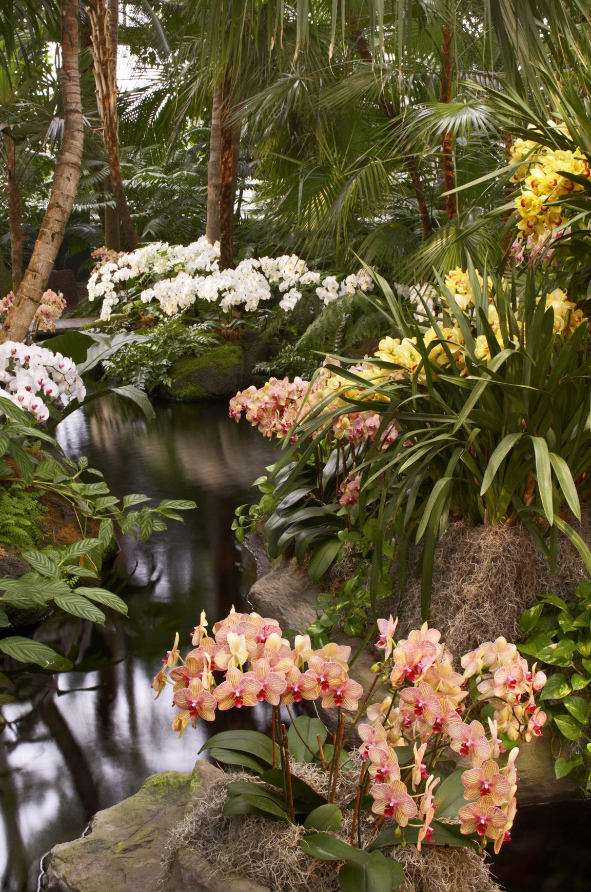 The Orchid Show 