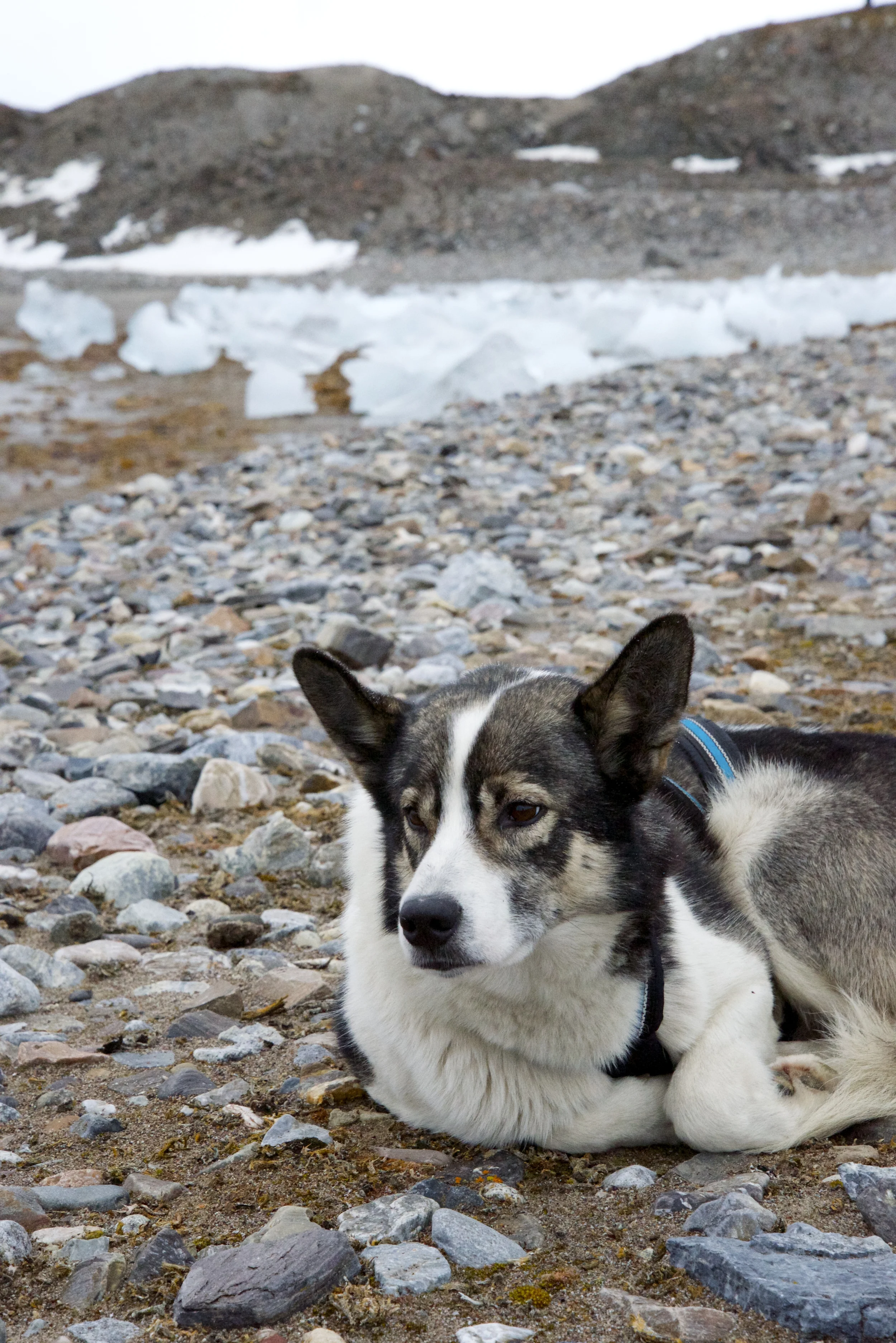 Nemo, our guard Husky