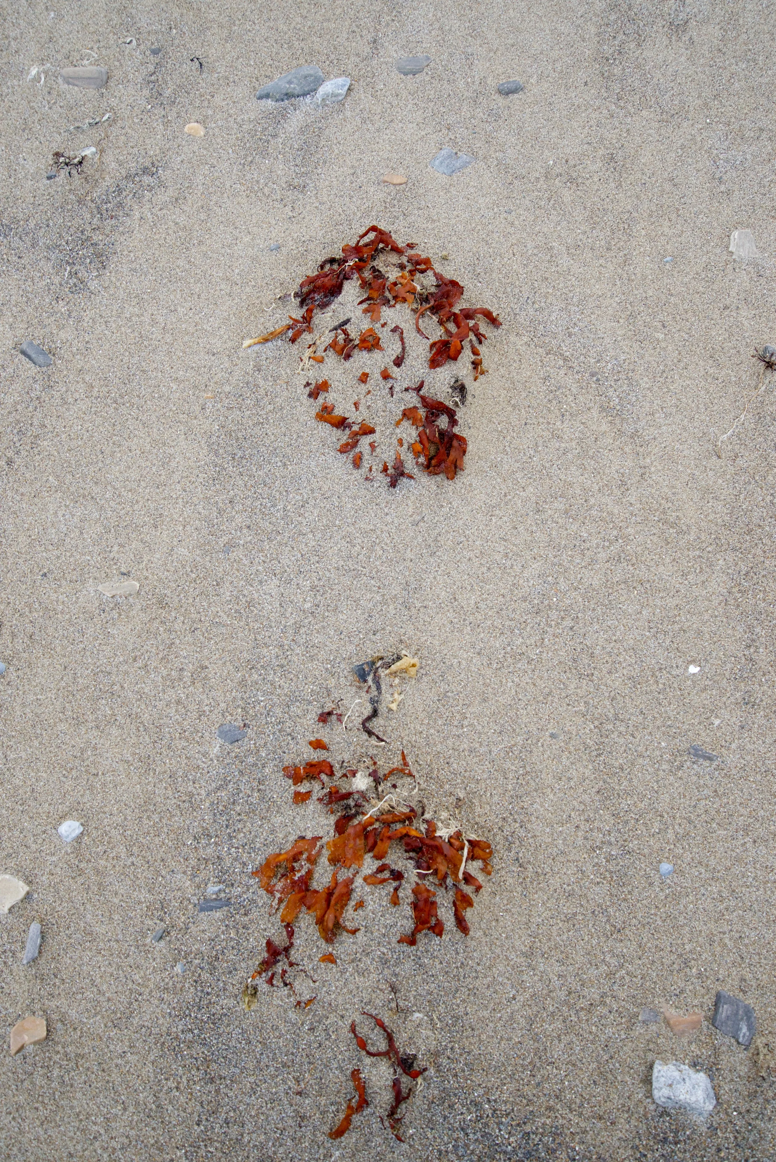 DSC_1584.jpg