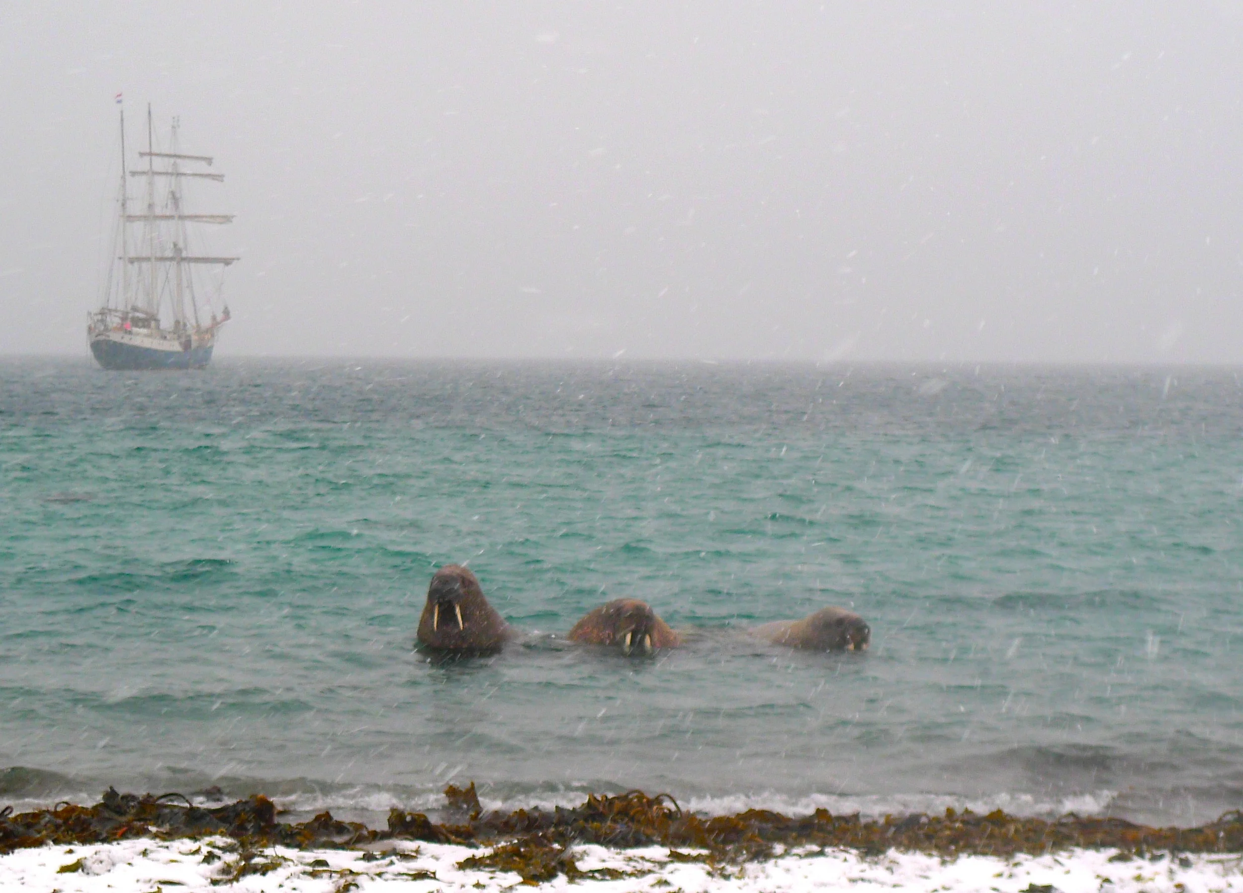 These guys were frolicking alongside the zodiac on our way to shore, as much as something so massive can frolic...
