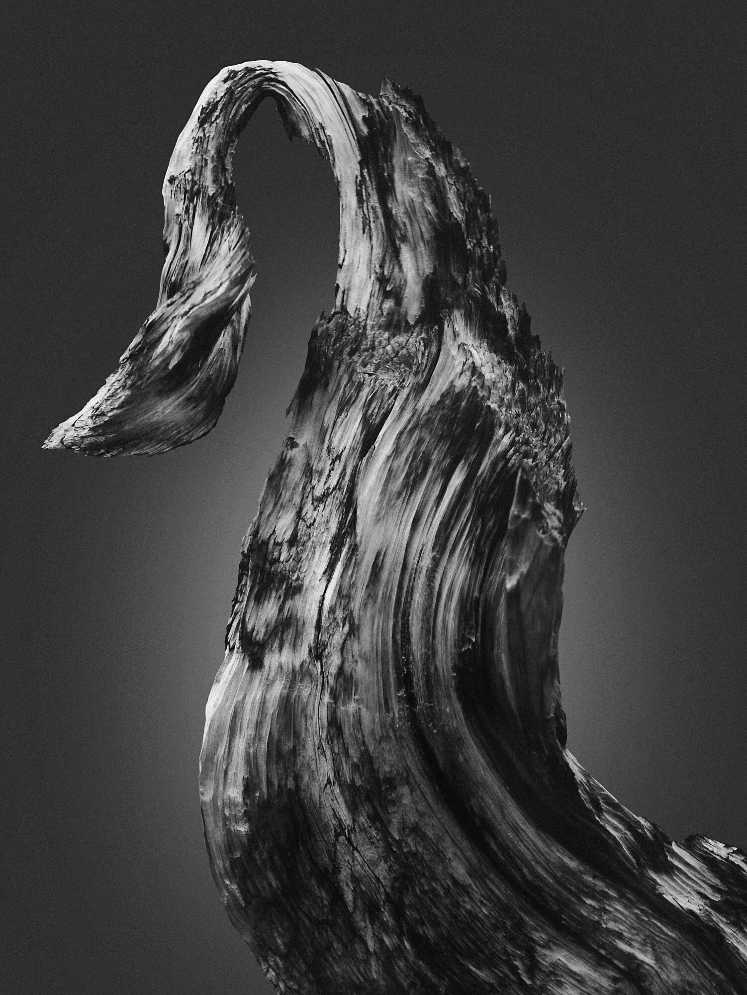 ANCIENT-FOREST-10.jpg