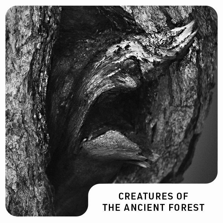 new-trees-thumb-Caption.jpg