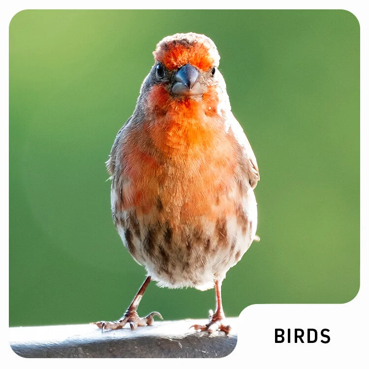 birds.jpg