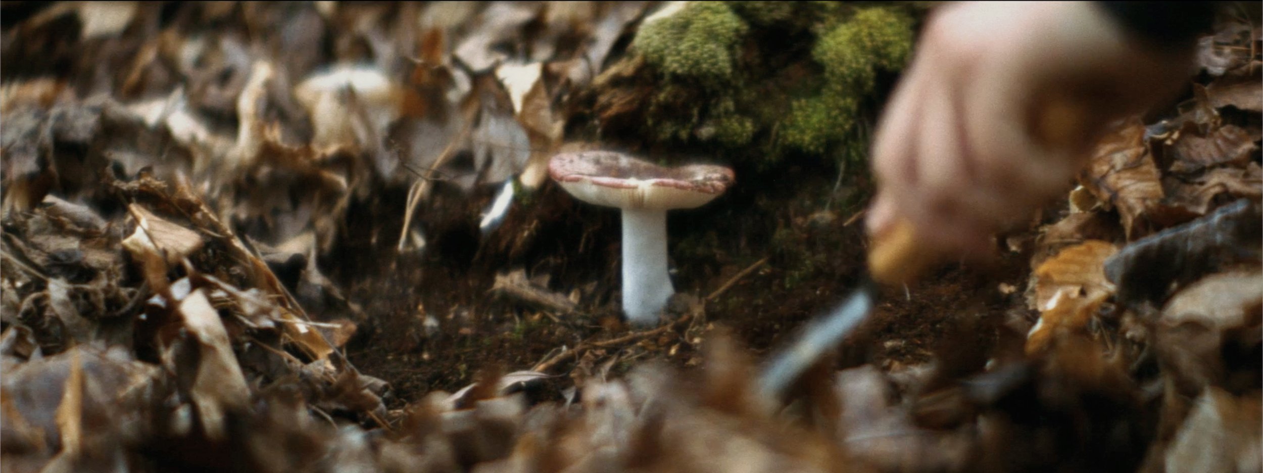 MUSHROOM.jpg