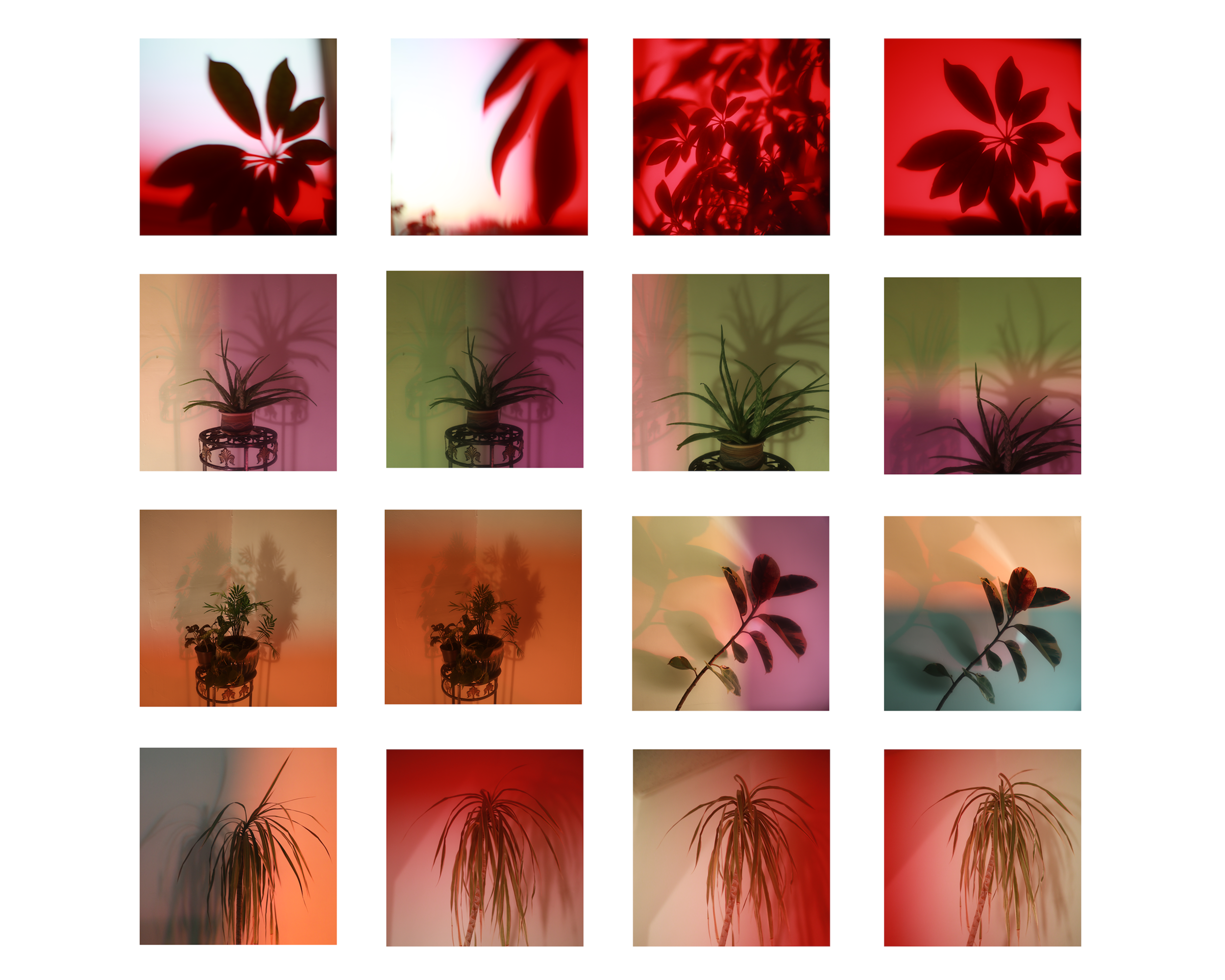 Photosynthesize copy.jpg