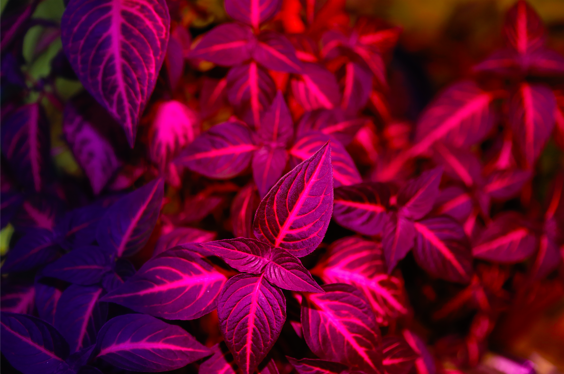 Screen Shot 2021-03-13 at 1.56.48 PM.png