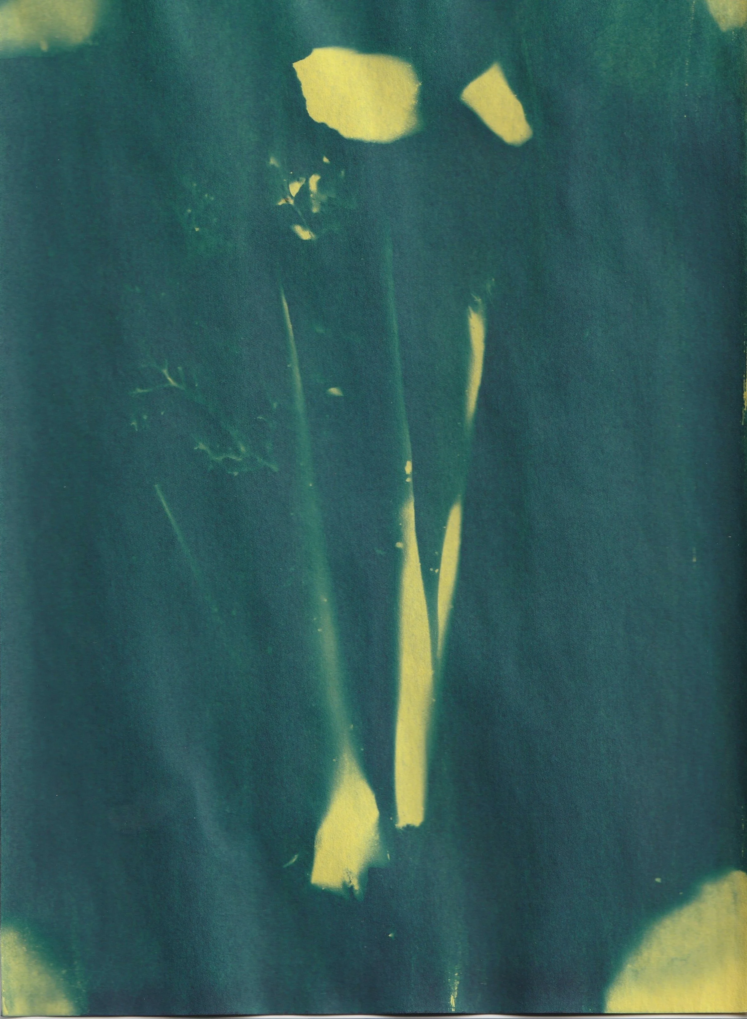 Desert Cyanotype Prints