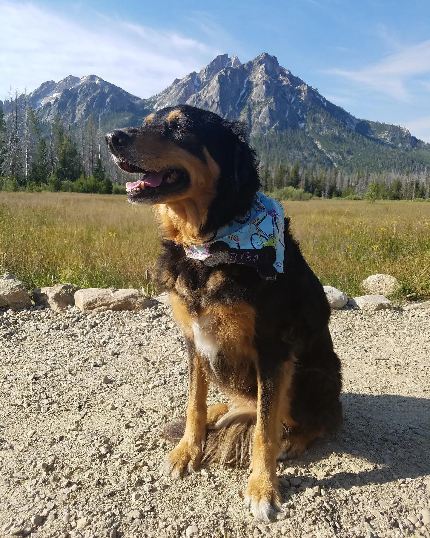 She was a good dog. 
. 
Sweet Riba left us yesterday, on my father&rsquo;s birthday, the day we poured his ashes into the sea. 
. 
Her last days were filled with her greatest pleasures (except for chasing sticks): gentle petting and people food. When
