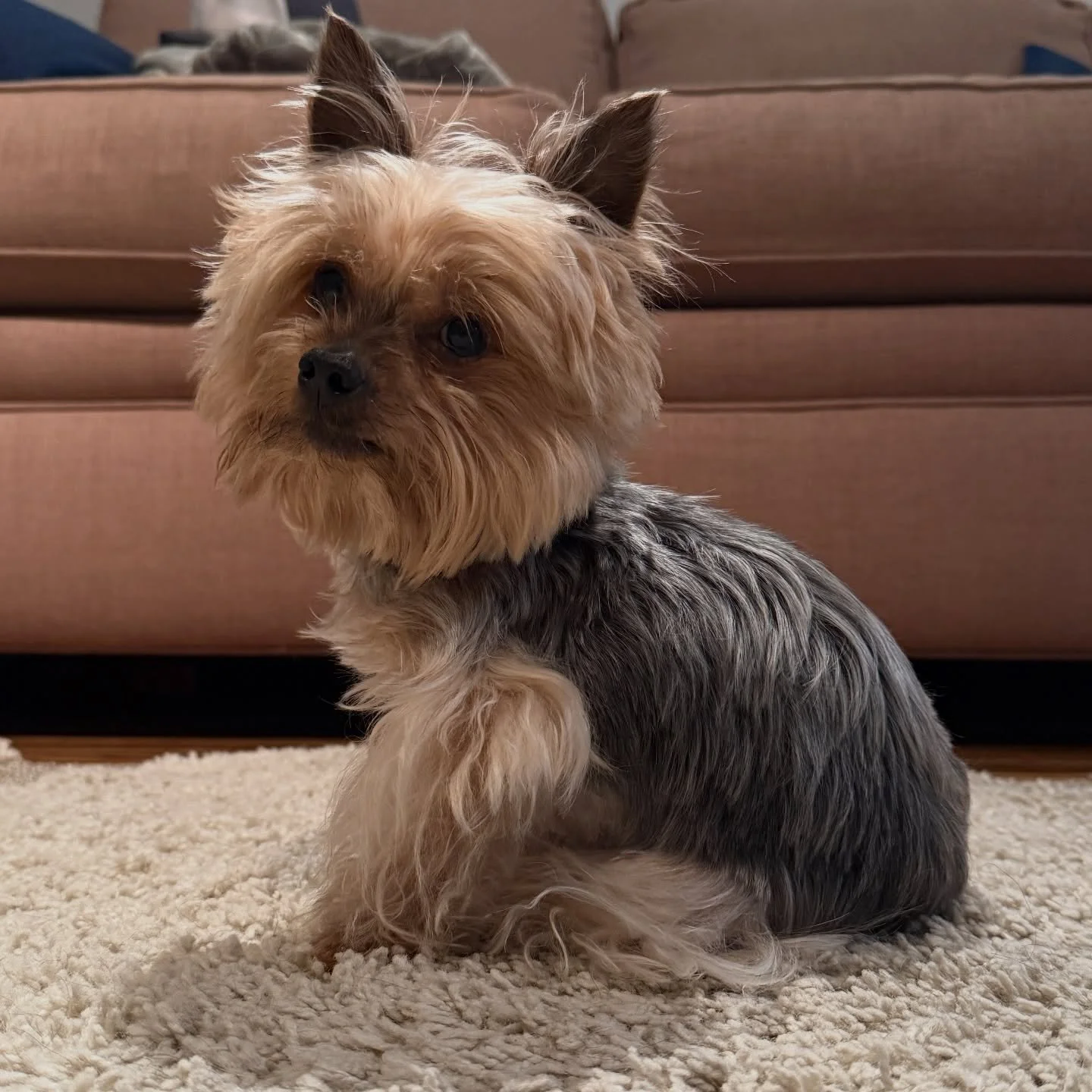 This is Kibbles. My mom&rsquo;s beloved miniature Yorkie. When mom died in December, he became my miniature Yorkie. I have never wanted a miniature Yorkie, but now I have a miniature Yorkie. Named Kibbles. The name I gave to my first hamster when I w