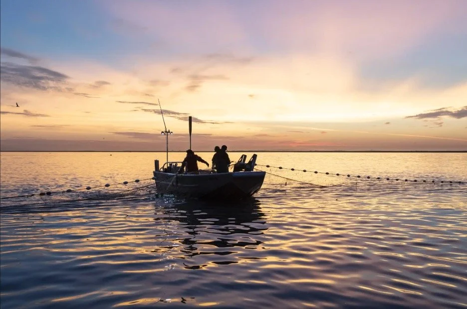 Sunset silhouette of commercial salmon fishermen picking wild sockeye salmon from a net in Bristol Bay, Alaska.
