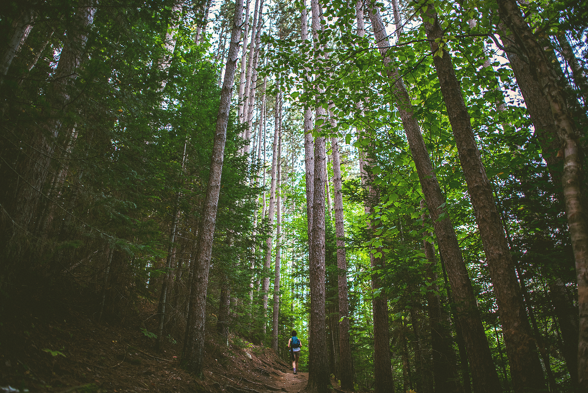 09-adirondacks-old-growth.jpg