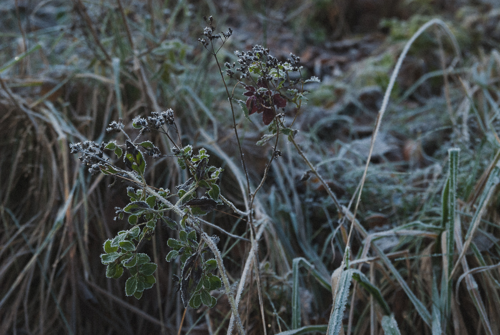 DSC_3758.jpg