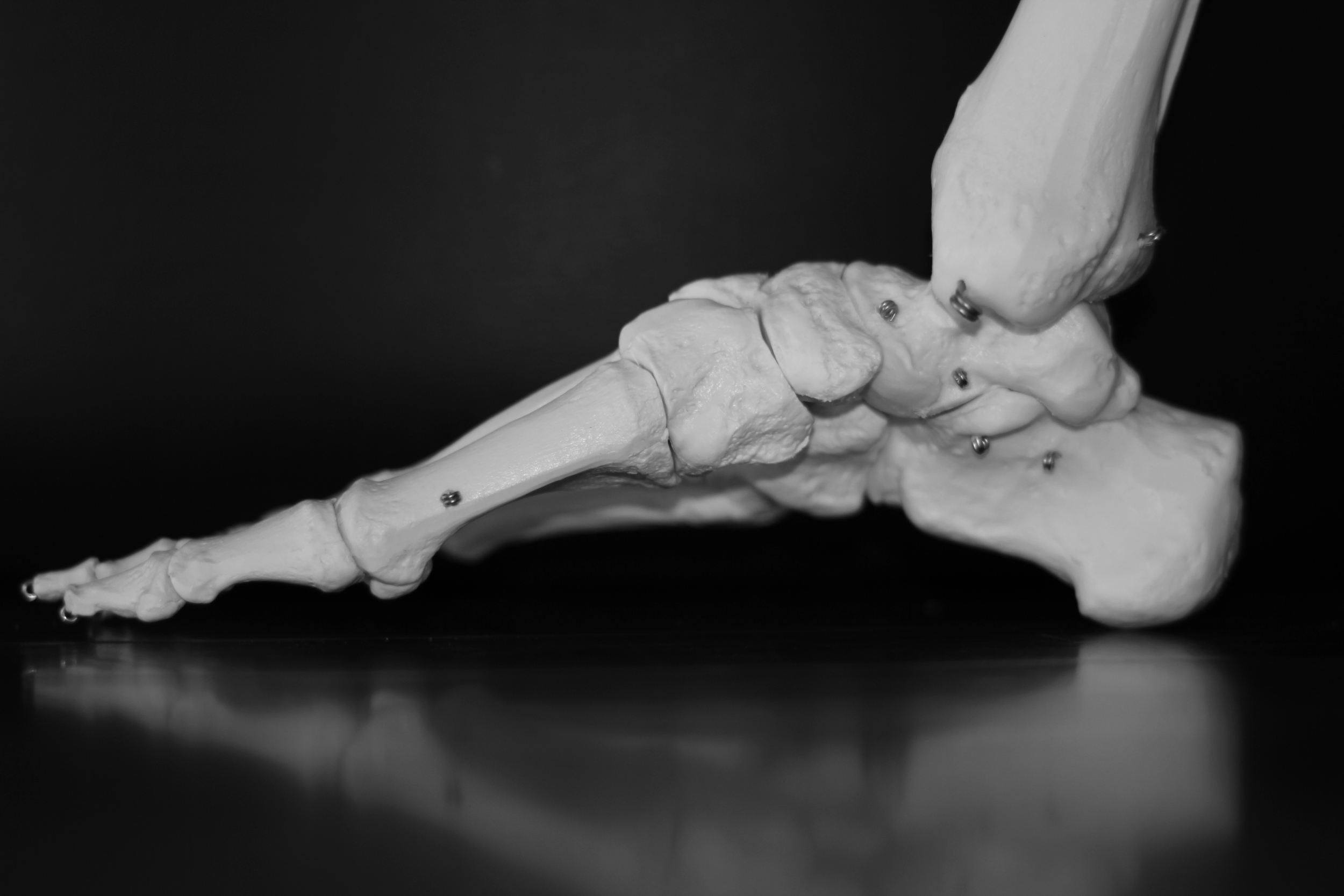 Experience the Franklin Method and learn: Imagery and proprioception exercises that immediately improve the function of the feet Exercises with therabands and Franklin Method balls to balance and strengthen the joints, muscles and ligaments of the feet and ankle improving the efficiency of the bones, tendons, muscles and joints for walking and jumping How to improve stability and balance in daily life The bone rhythm of the foot, leg and pelvis and how this will absorb force in walking and running
