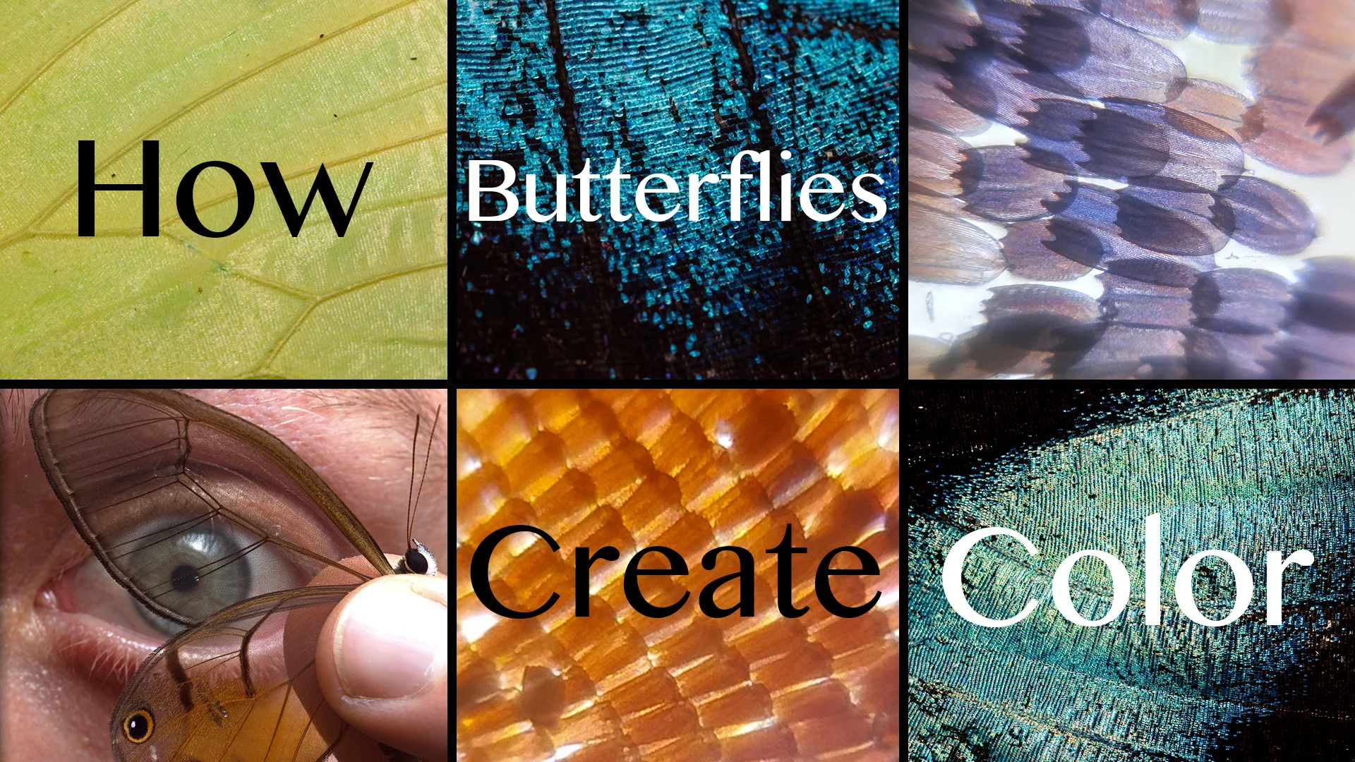 In the Field: Macro Photography, Microscopy & How Butterflies Create Color