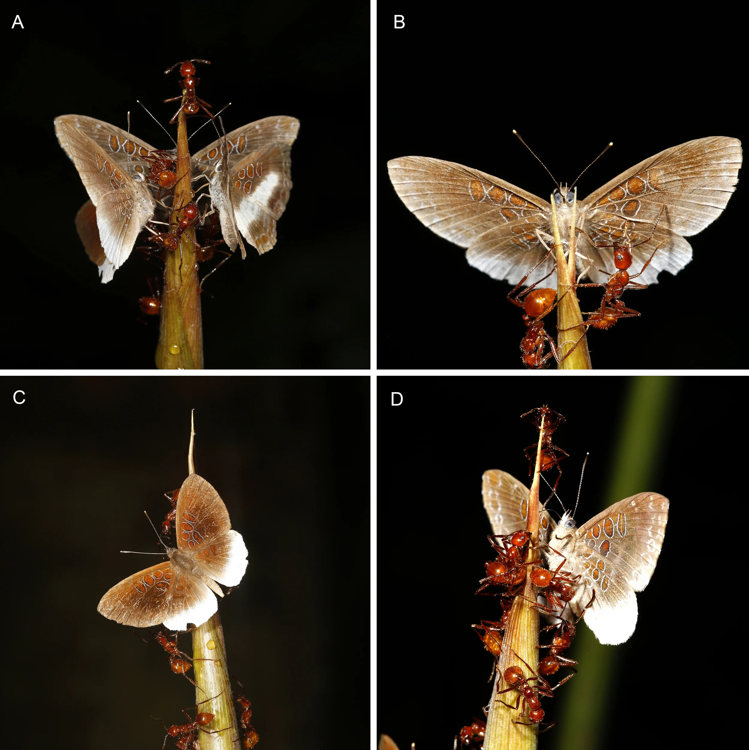 We Discovered & Published a New Butterfly Life History