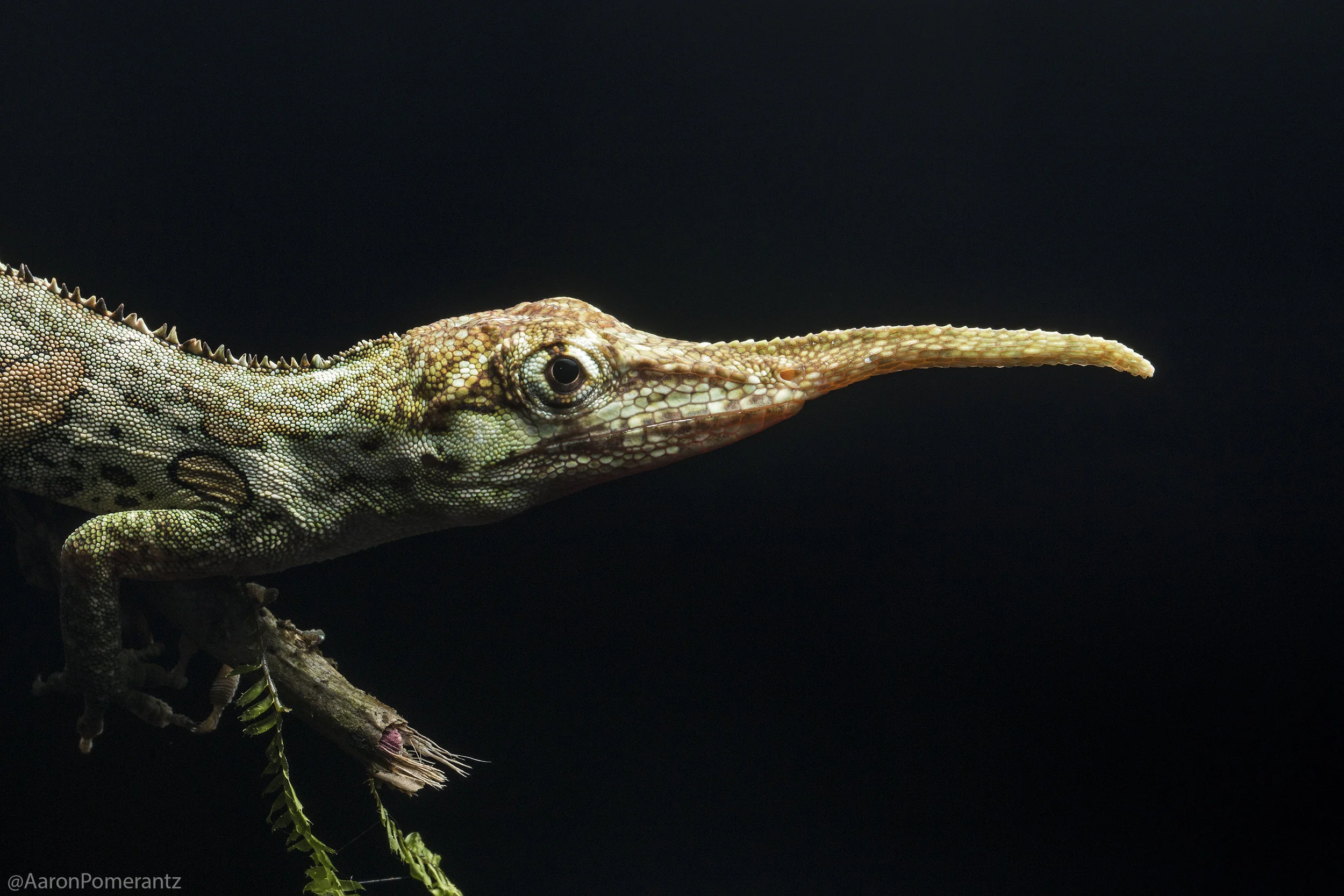 We Found the Rare Pinocchio Lizard in Ecuador!