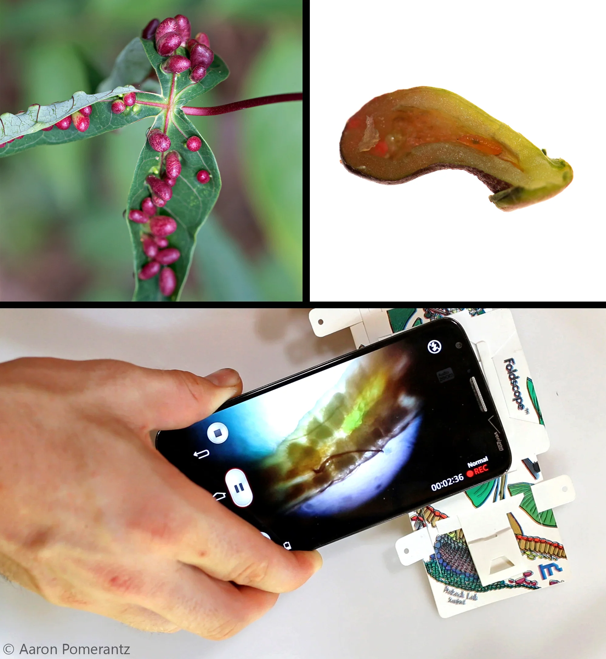  Top left, a leaf is covered in galls. Top right, a cross-section of a gall; notice the tiny insect larva living inside! Bottom, the larva was placed under the Foldscope and viewed on my cell phone. Pictures and videos were recorded in real-time out in the Amazon rainforest.