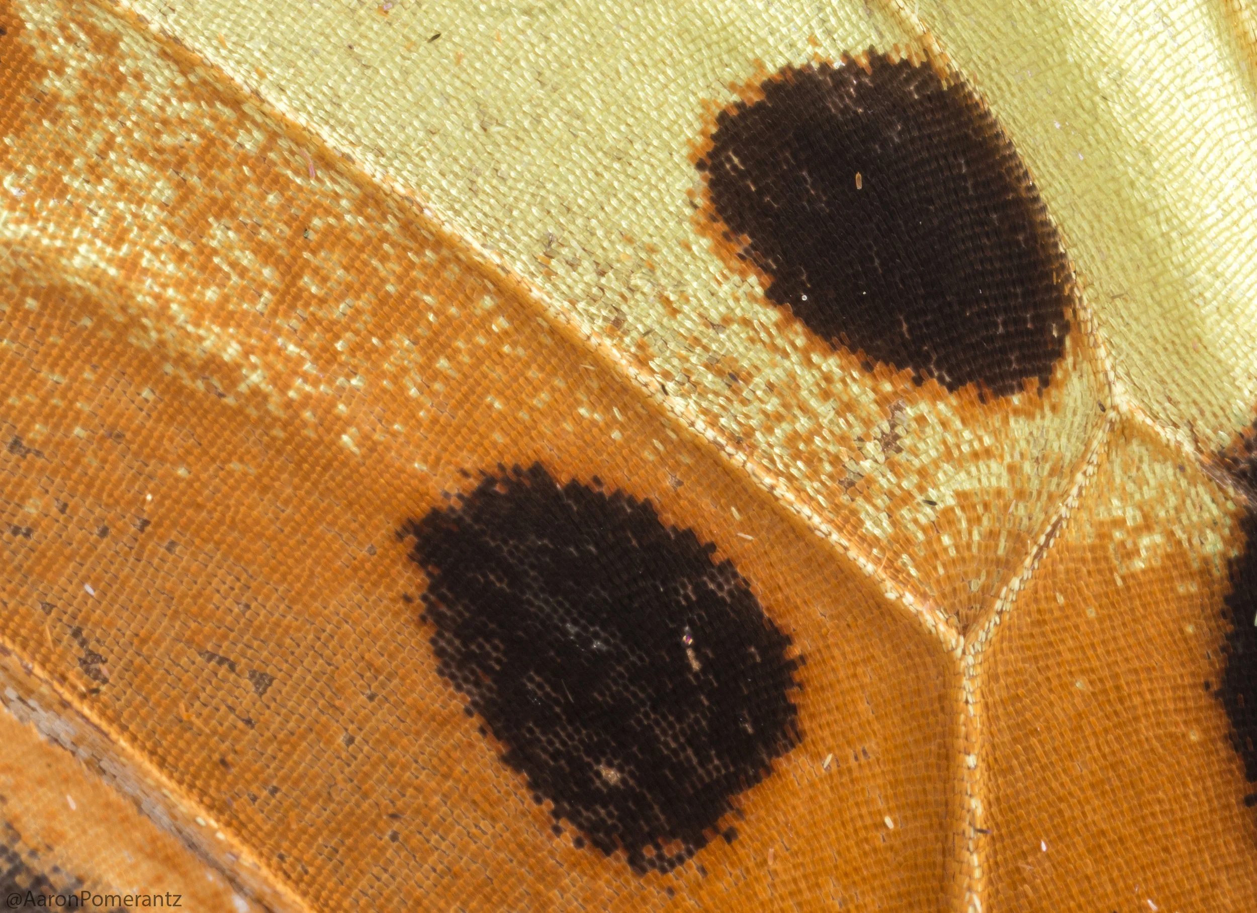 Macro shot of a Heliconius butterfly wing. The different colors (oranges, yellows, blacks) are caused by pigment production in each individual scale. MP-E65mm, ƒ/11.0, 1/125, ISO 200.