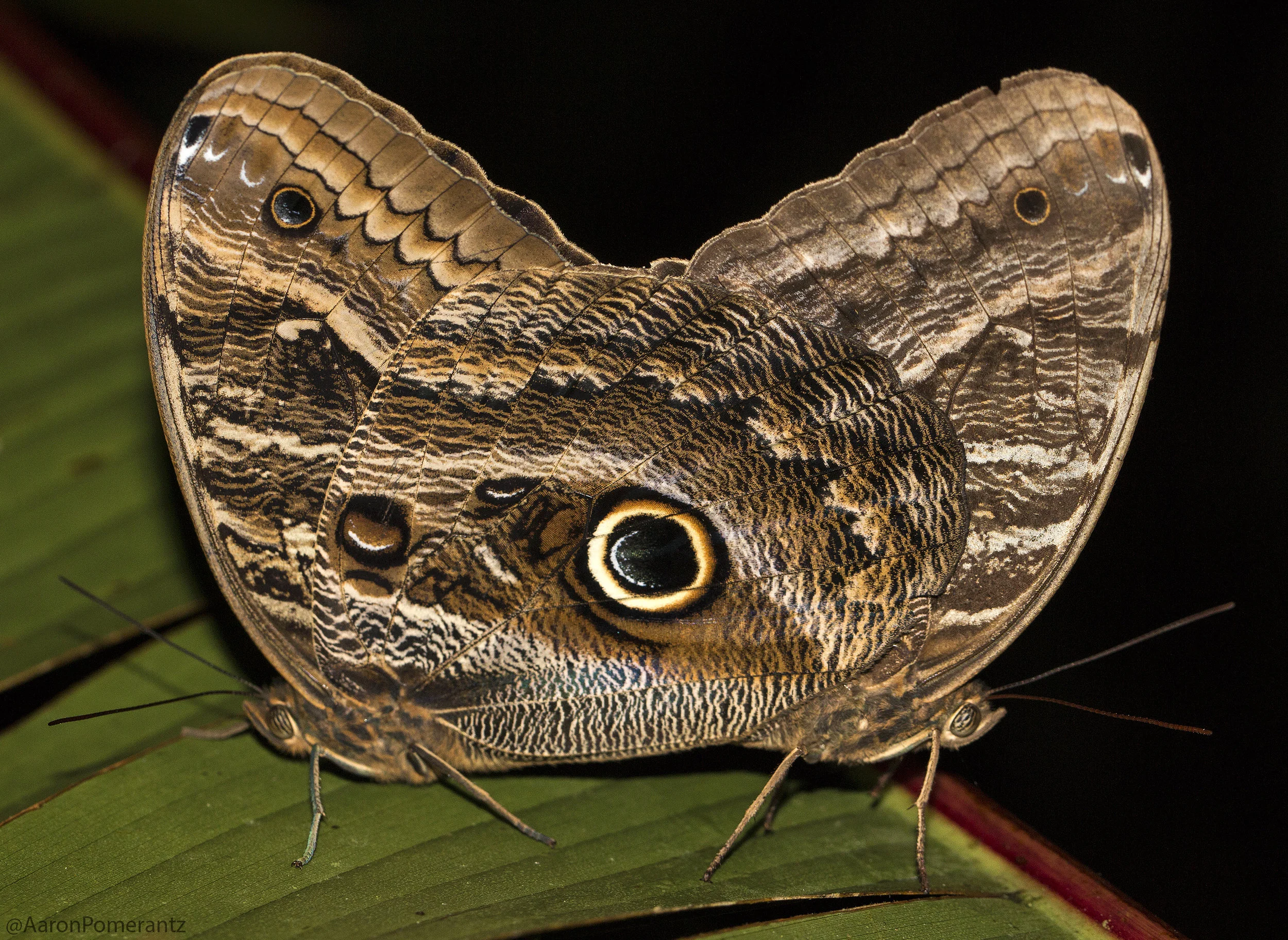 Owl Butterflies mating. The large eye spot on the hindwing is thought to startle potential predators like birds, a form of Batesian mimicry in which a harmless organism acquires protection by resembling a threatening animal. 