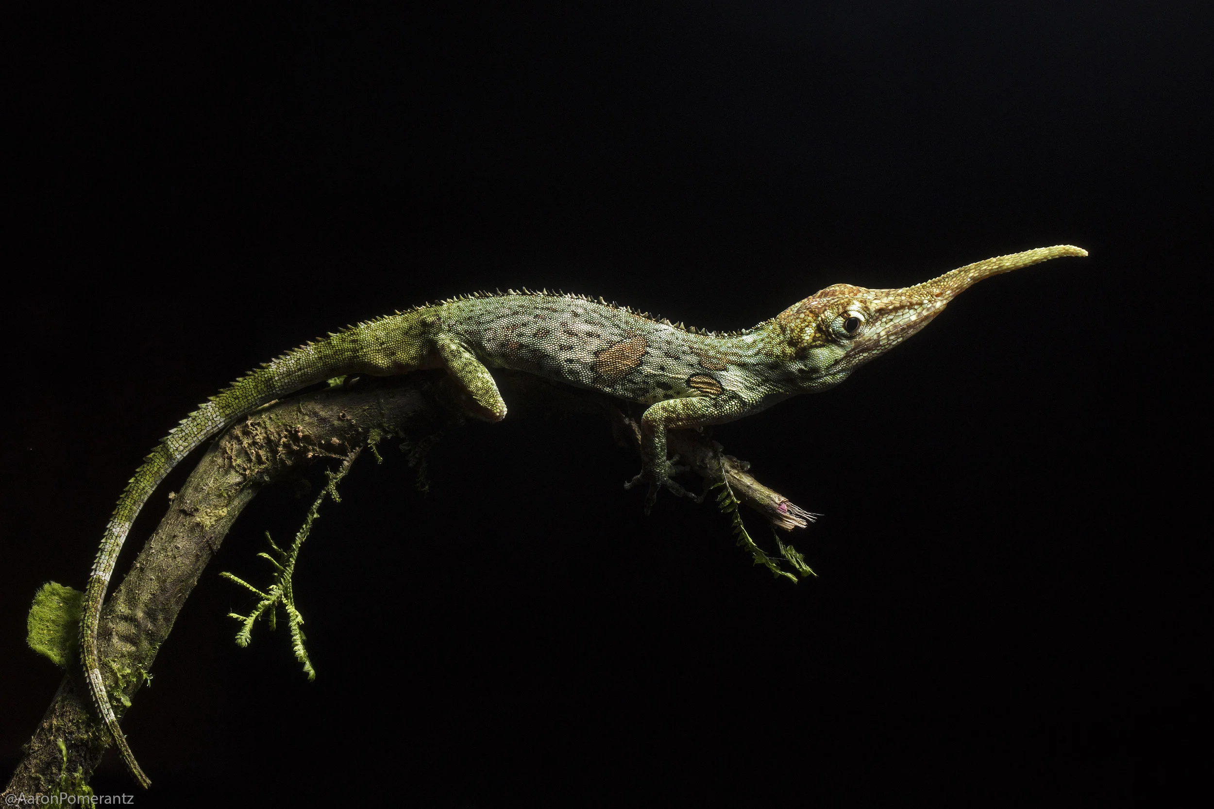 The endangered Pinocchio lizard (Anolis proboscis) is found only in this region of cloud forest. The protrusion on the nose is mainly composed of cartilage and is used as a display for attracting females as well as defending territory against rival males