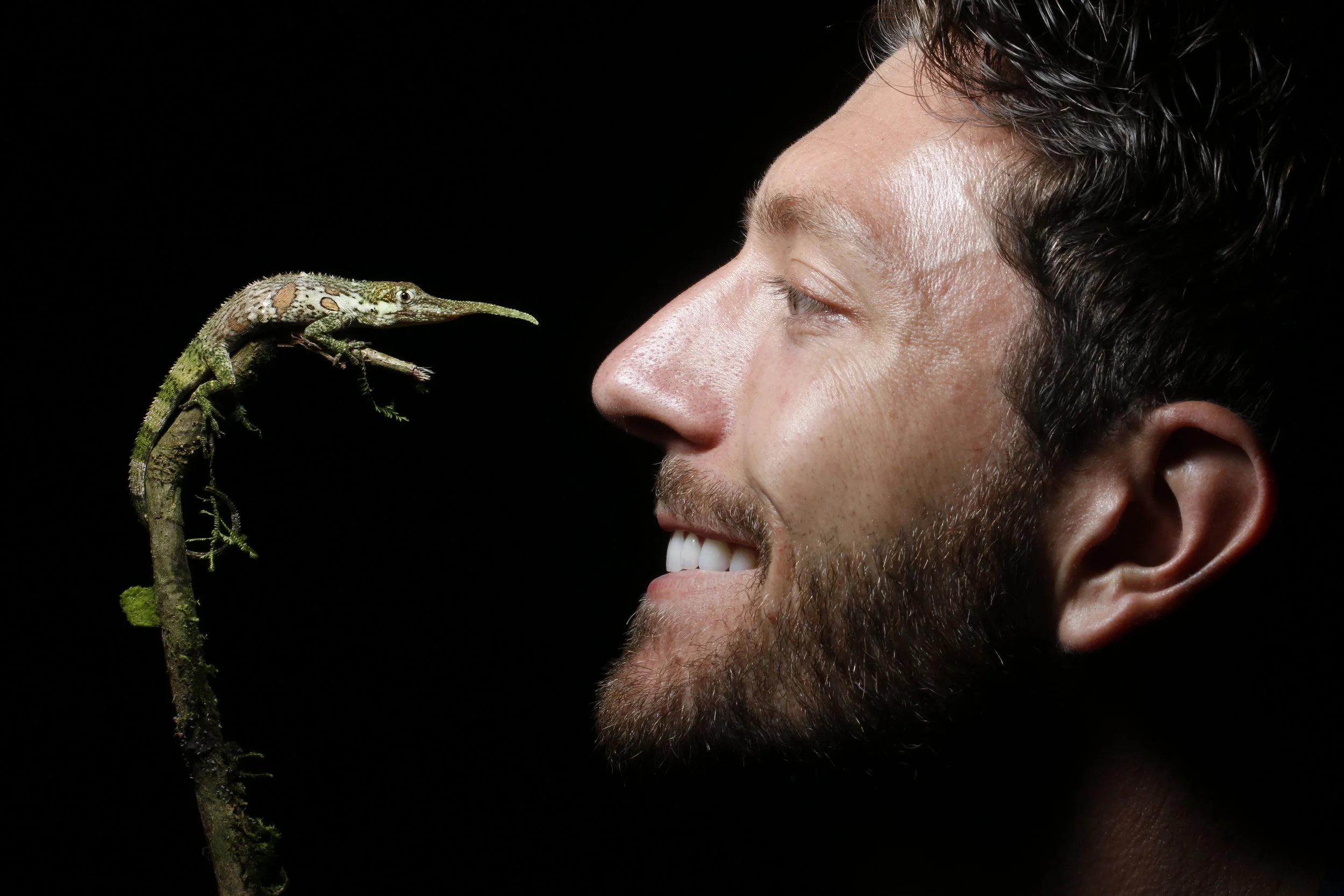 Face to face with the incredible Pinocchio lizard. Such an amazing opportunity to see this rare animal!