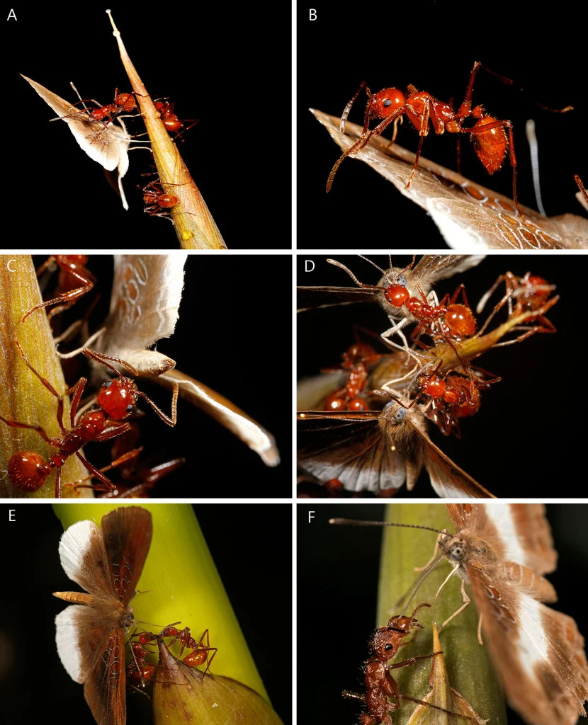 Figure 4. Adult Adelotypa annulifera interactions with ants on bamboo. (A) Ants touching the butterfly wings with antennae. (B) Ant crawling on butterfly wing. (C) Ants touching butterfly abdomen. (D-E) Butterflies and ants utilizing extrafloral nectary resources on bamboo. (F) Butterfly drinking bamboo fluid from the ant.