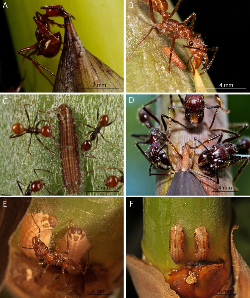 Figure 1 from the publication, the immature life stages of the butterfly and their association with ants. (A) Eggs with Megalomyrmex ant, (B) First instar larva with Ectatomma tuberculatum ant (C) Mid-instar larva with Pheidole ant (D) Mid-instar larvae with bullet ants (E) Final instar larva with E. tuberculatum ant (E) Pupae.