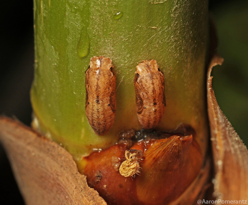The caterpillars later turned into pupae.