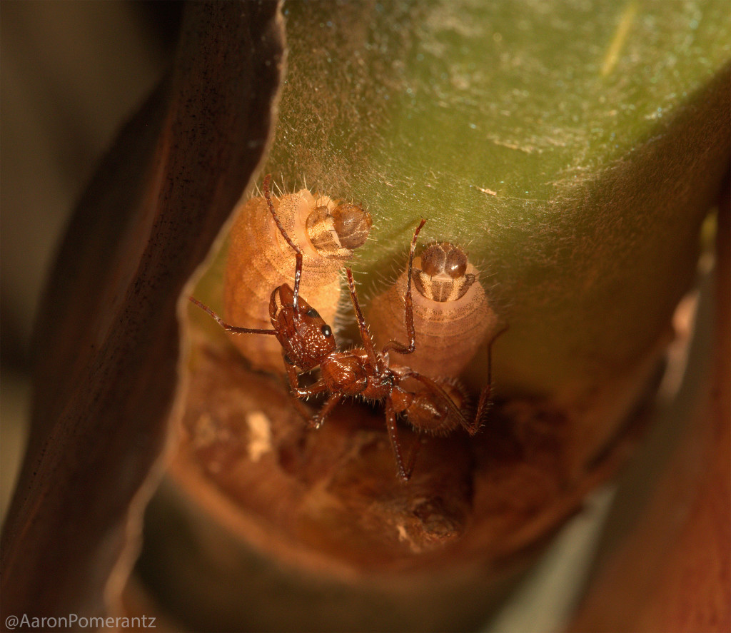 First observation of the caterpillars with an ant bodyguard.