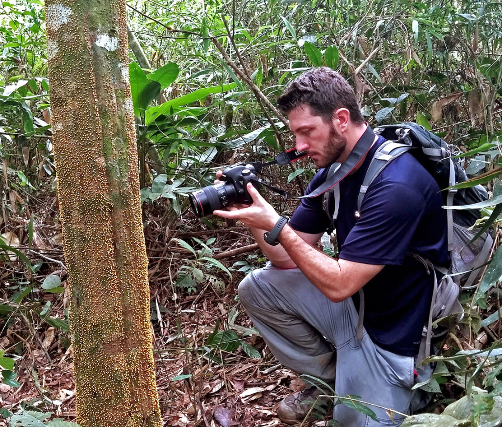 Filming this strange caterpillar-ant-parasitic plant relationship