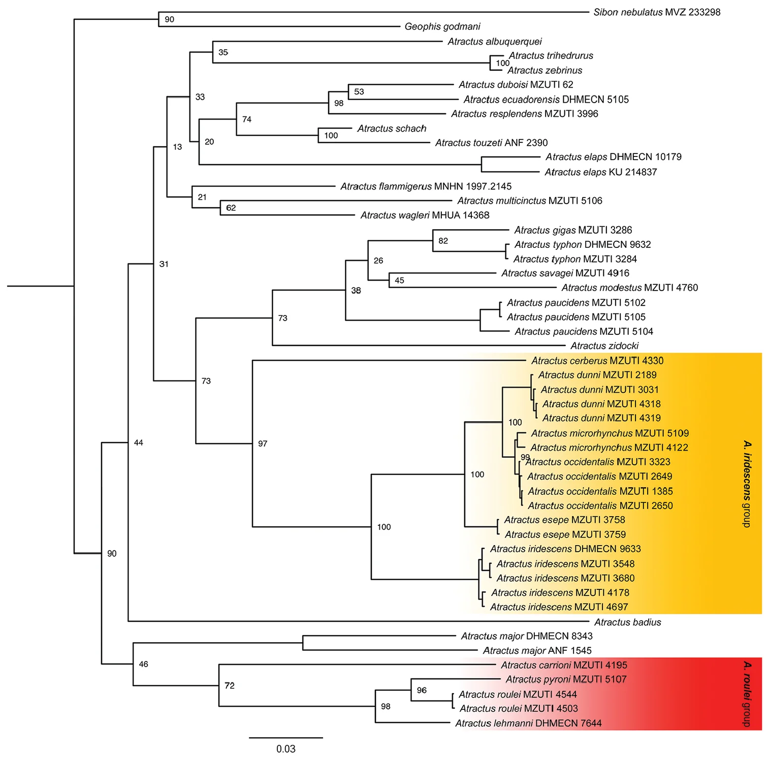 Phylogeny depicting relationships within colubrid snakes of the genus Atractus (Arteaga et al. 2017)