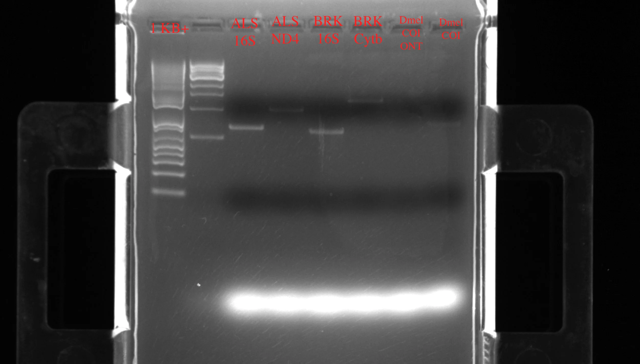 Left to right: two different ladders (1Kb+), ALS 16S (15.8 ng/ul), ALS ND4 (12.6 ng/ul), BRK 16S (10 ng/ul), BRK Cytb (11 ng/ul). The Drosophila (Dmel) COI samples didn't seem to amplify well.