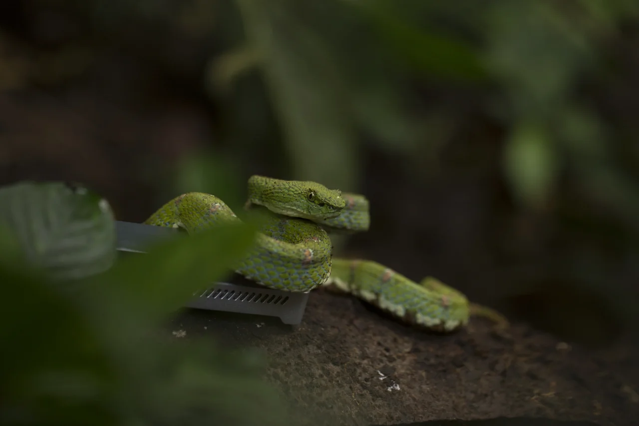 Eyelash viper posing on the MinION DNA sequencer