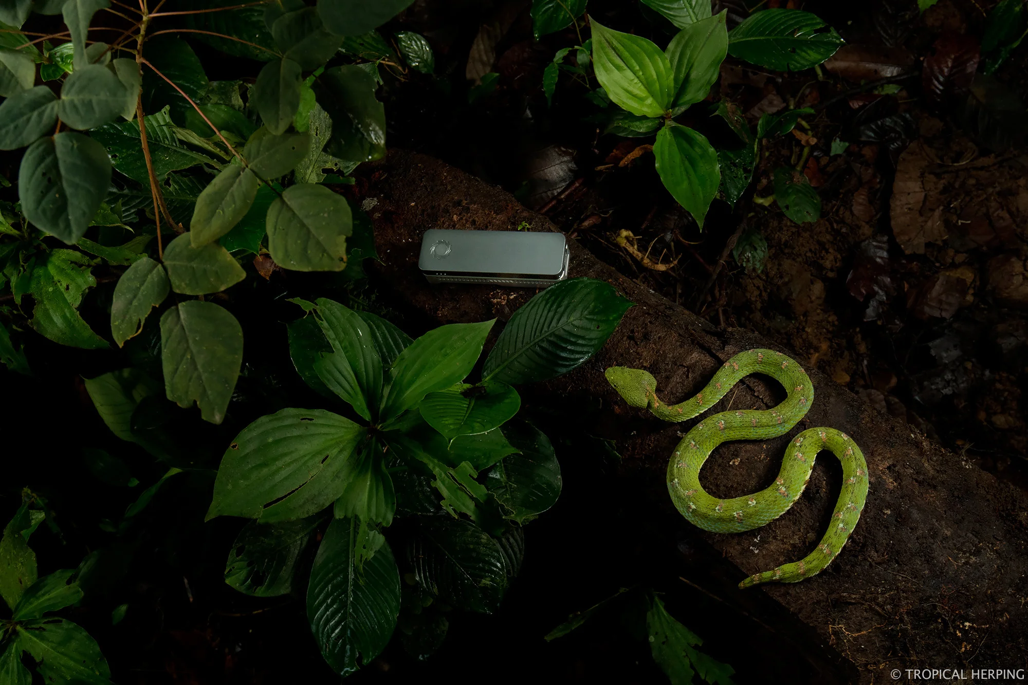 A beautiful shot of our viper next to the MinION by Lucas Bustamante
