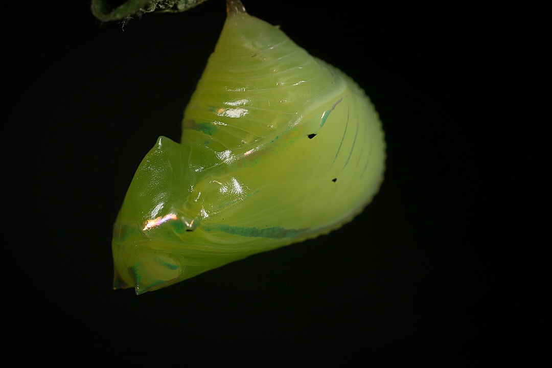 A pupa of the Glasswing raised at STRI