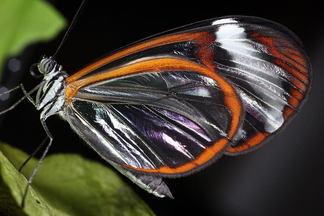 Iridescent wing patterns at certain angles of light on the wings of transparent species