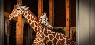 april the giraffe.jpeg