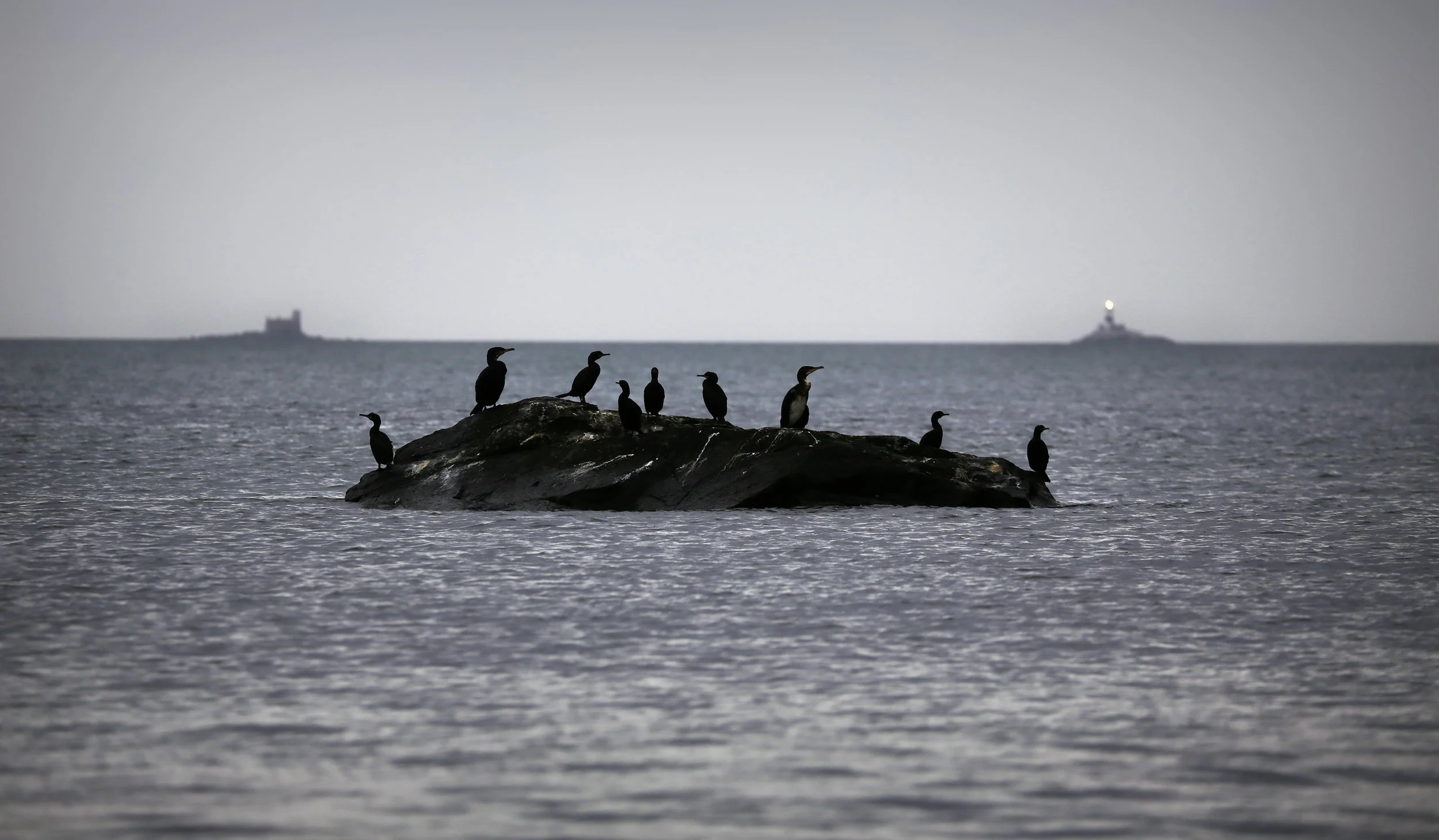 Cushendall, 2016. A group of cormorants rest upon an open rock. 