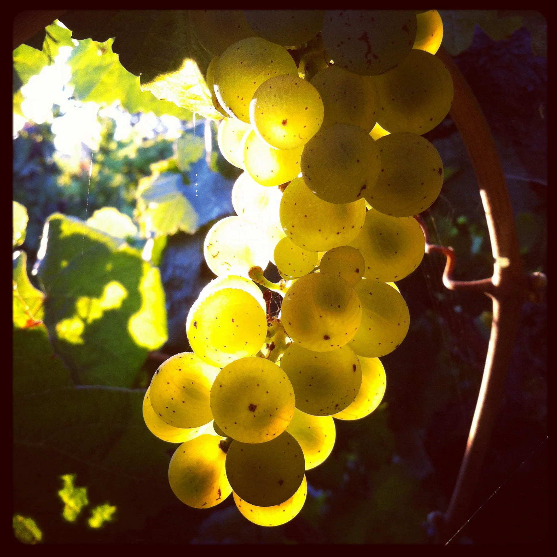 Riesling, day of before picking by Rory of Calder Wines