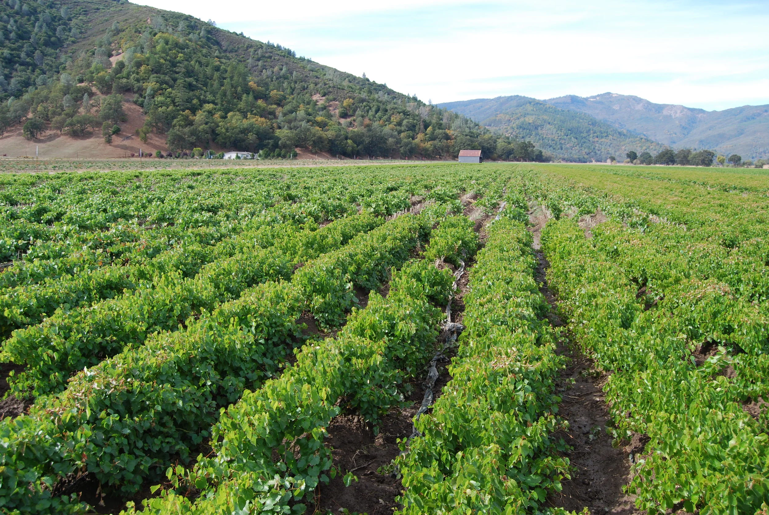 Grape Cuttings